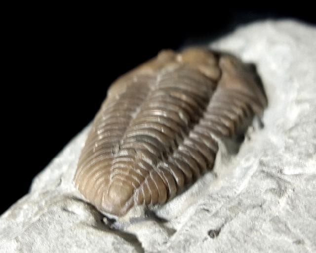 Flexicalymene meeki (FOERSTE 1910) - Bild © FossNet FossilienStore